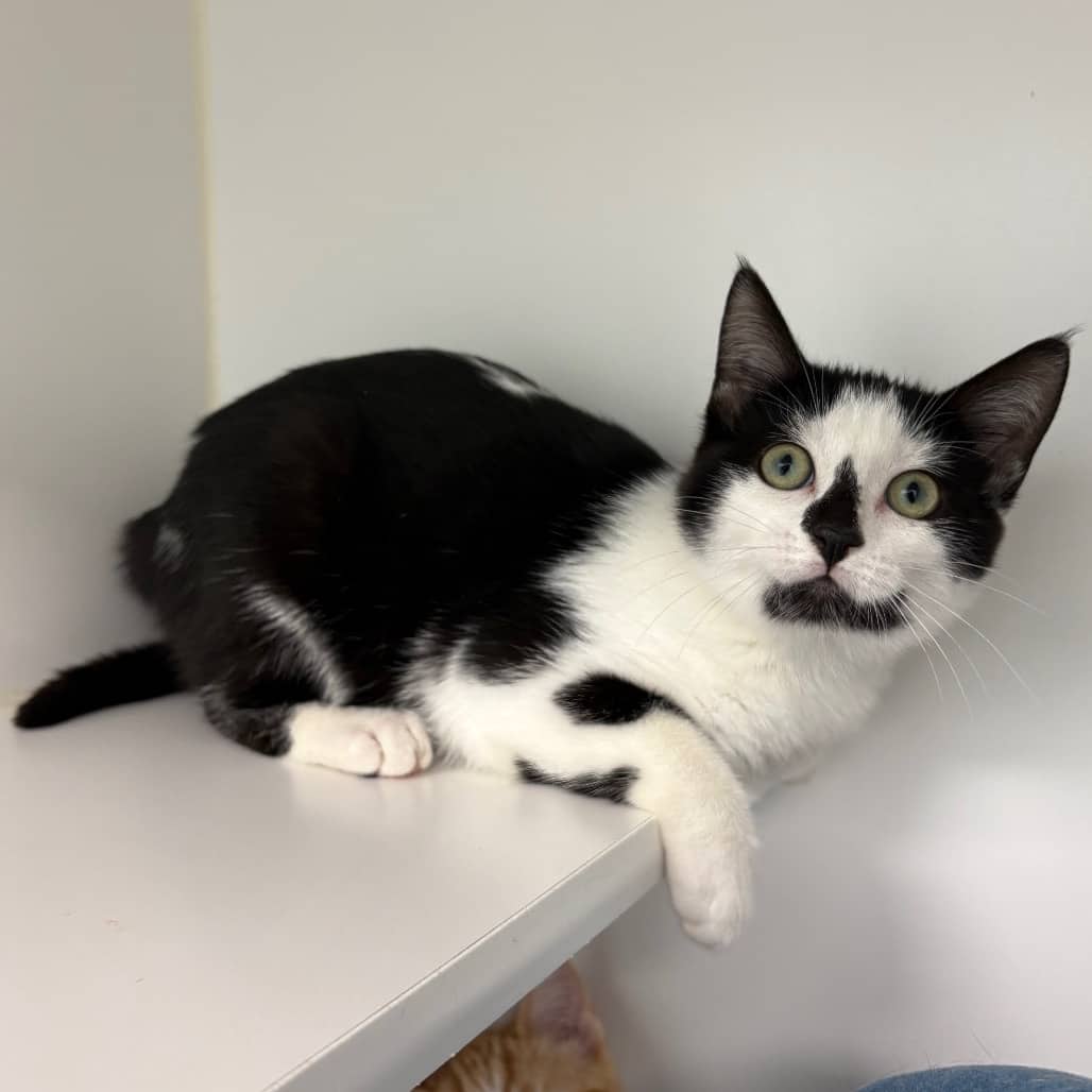 Jello - Domestic Shorthair available for adoption