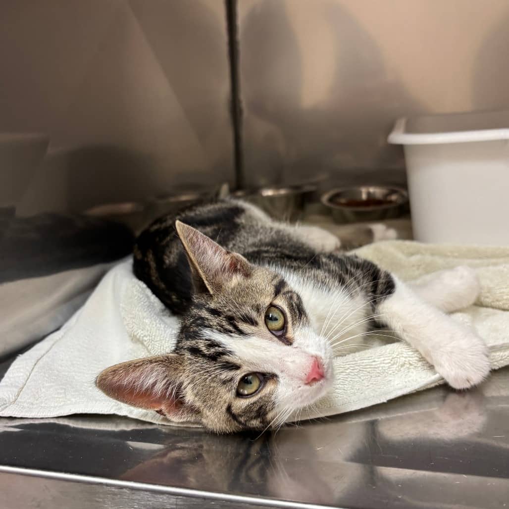 STRAY - "Cooper" - Domestic Shorthair available for adoption