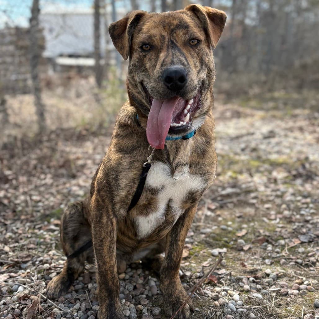 Petey - Mixed Breed (Medium) available for adoption in Calgary