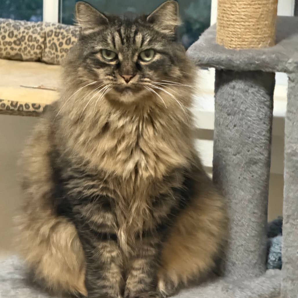 Fuzzbomb - Domestic Medium Hair cat available for adoption in British Columbia
