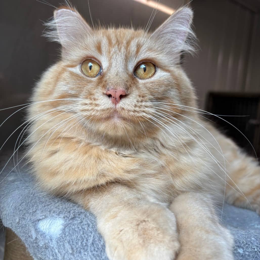 Lionel - Domestic Medium Hair cat available for adoption in Saskatchewan