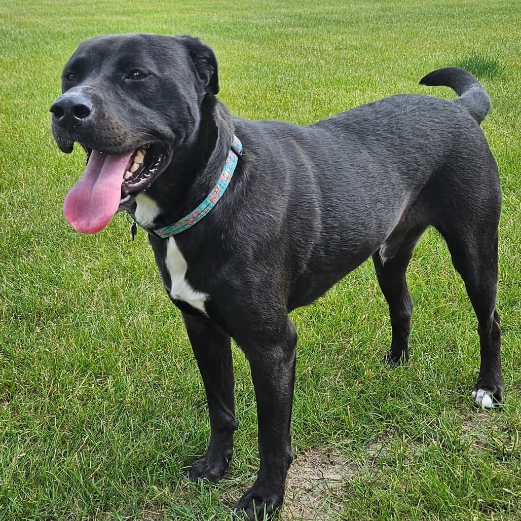 Kye - MIXED BREED available for adoption at SCARS in Calgary