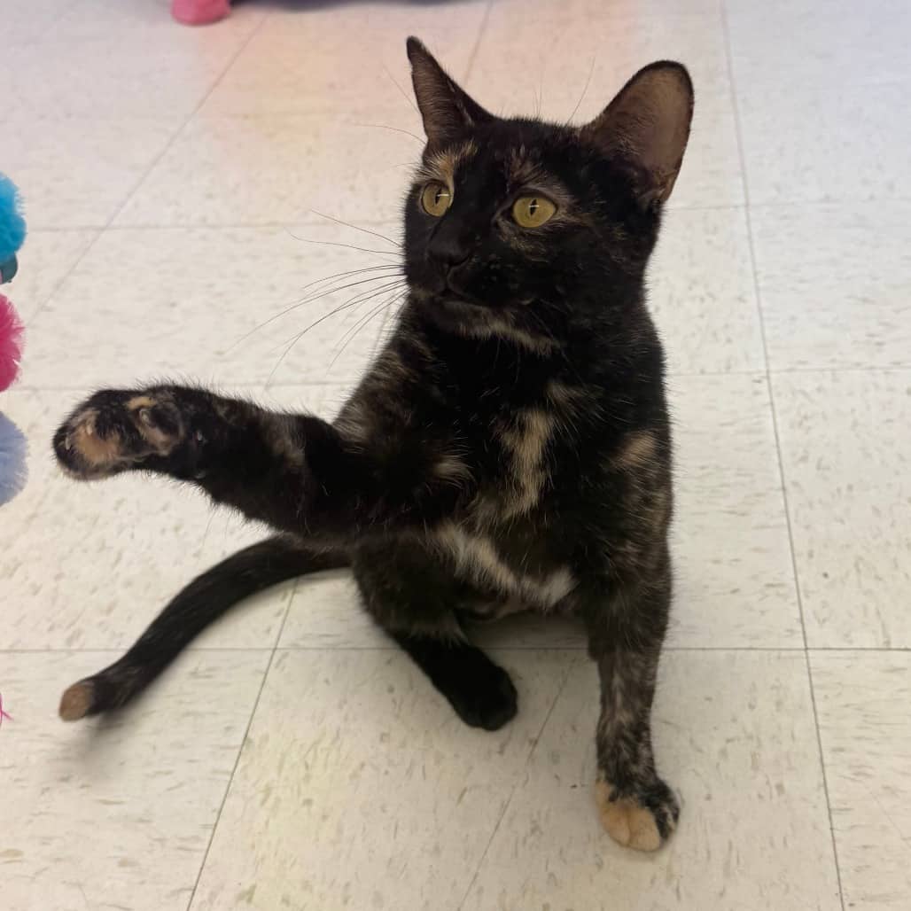 Pudding - Domestic Shorthair available for adoption