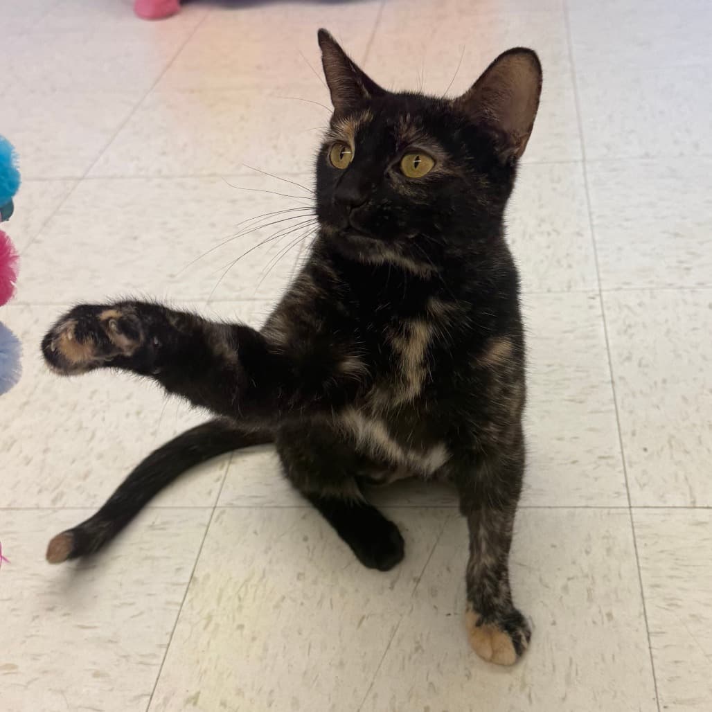 Pudding - Domestic Shorthair available for adoption