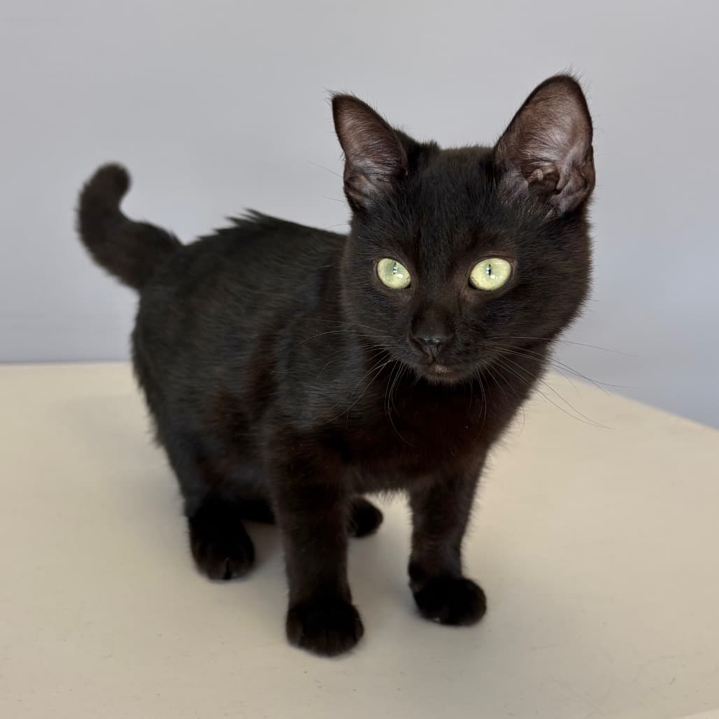 Jase - Domestic Shorthair available for adoption