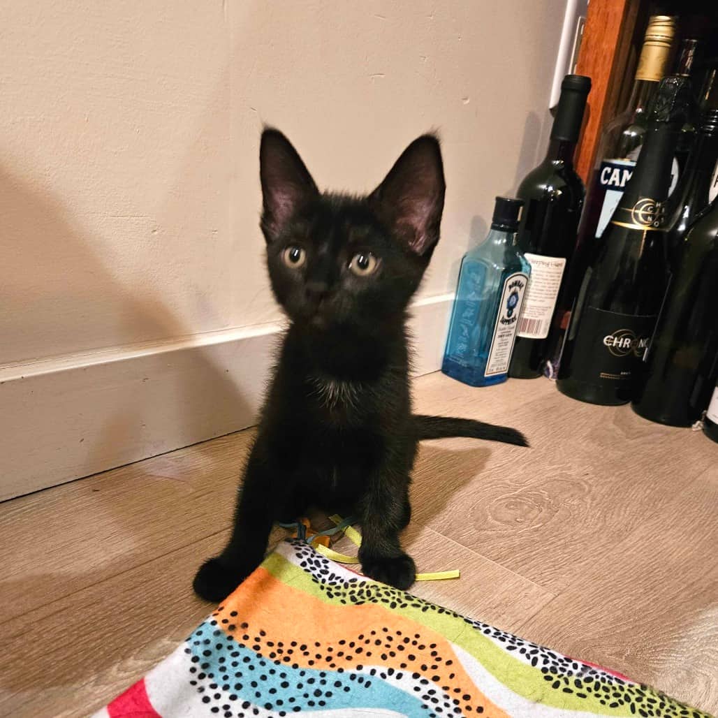 Aura - Domestic Shorthair cat available for adoption at Vancouver Orphan Kitten Rescue Association in Vancouver
