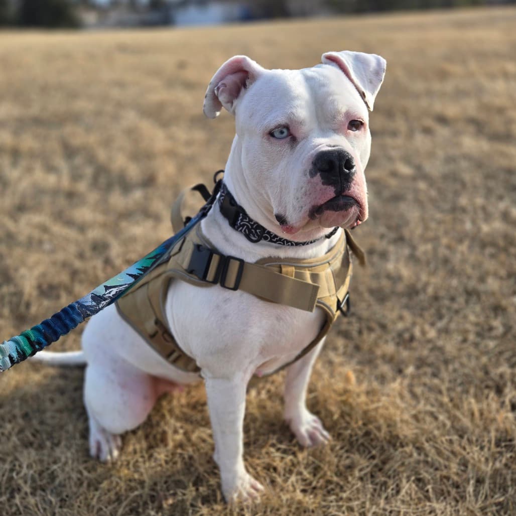Blizzard - TERRIER, PIT BULL available for adoption in Calgary