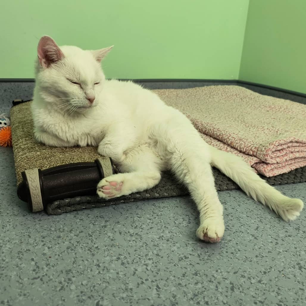 Alaska - Domestic Shorthair cat available for adoption at SPCA Swift Current in Swift Current