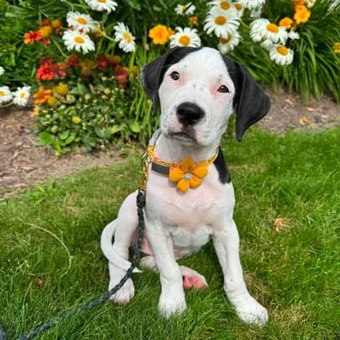 Peanut - Mixed Breed available for adoption