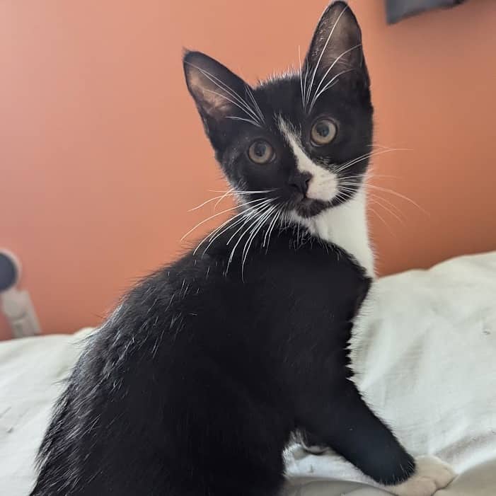 Lima - Domestic Shorthair cat available for adoption at SCARS in Edmonton (1 of 6)
