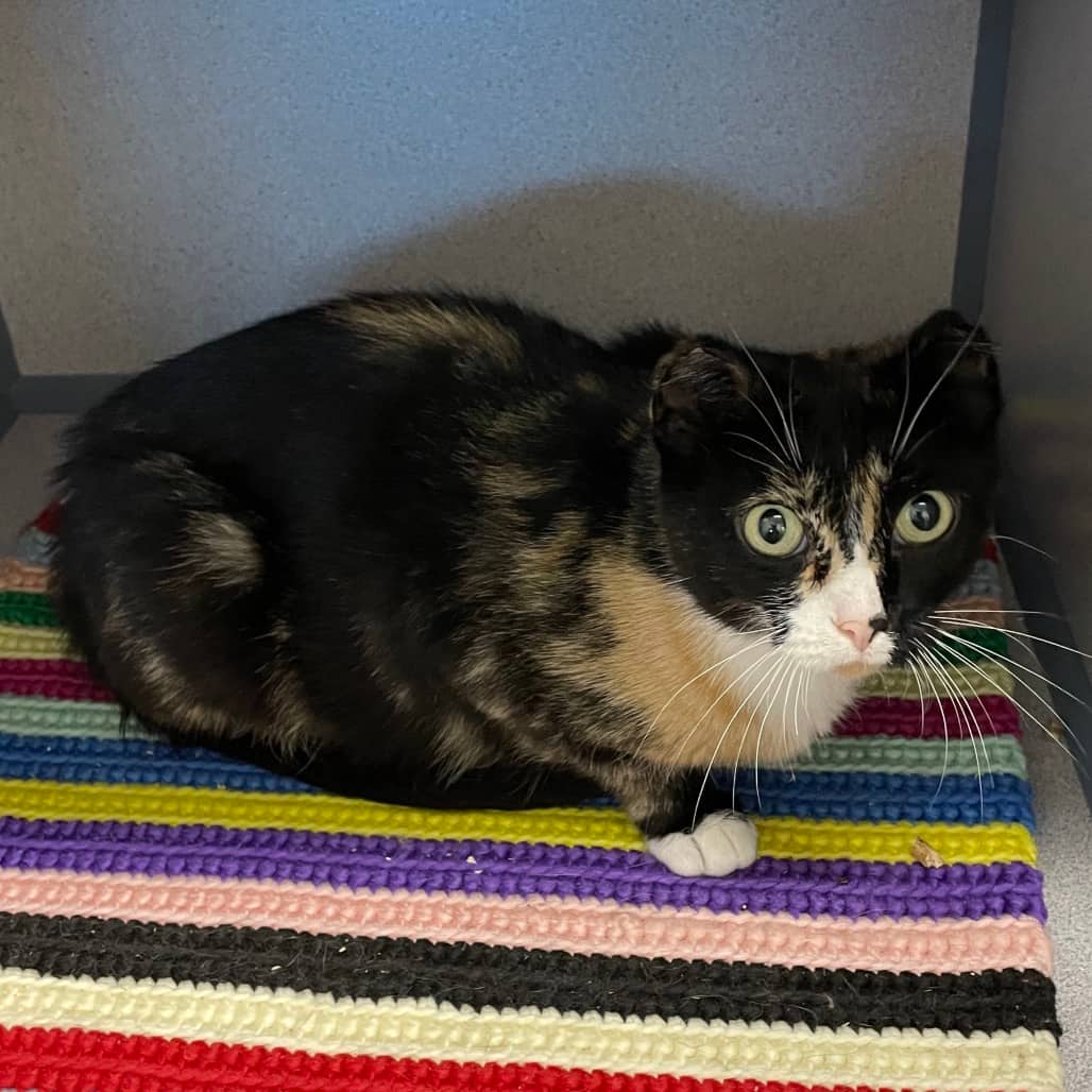 Stump - Domestic Shorthair cat available for adoption in Saskatchewan