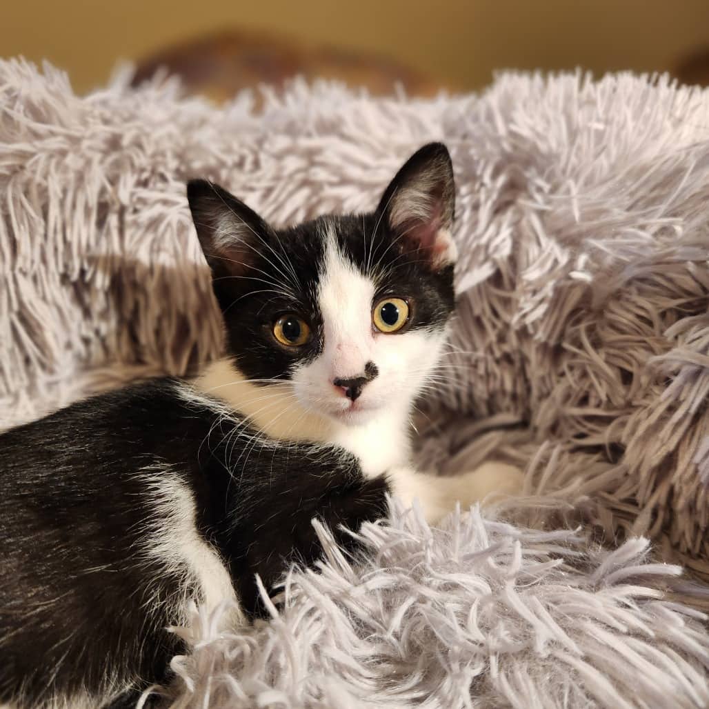 Uno - Domestic Shorthair cat available for adoption at SCARS in Edmonton (1 of 6)