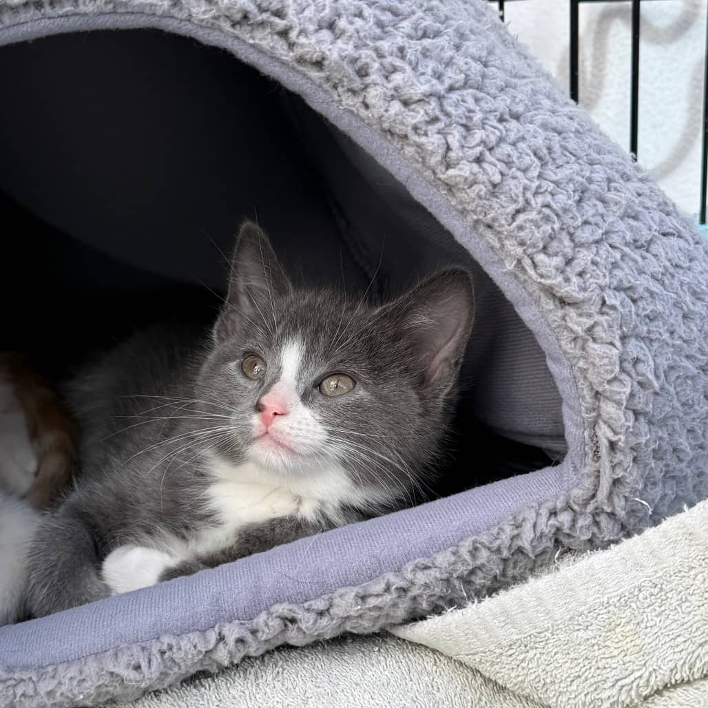 Axl - Domestic Longhair available for adoption