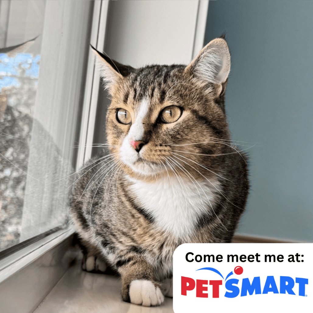 Falcon - Domestic Shorthair available for adoption