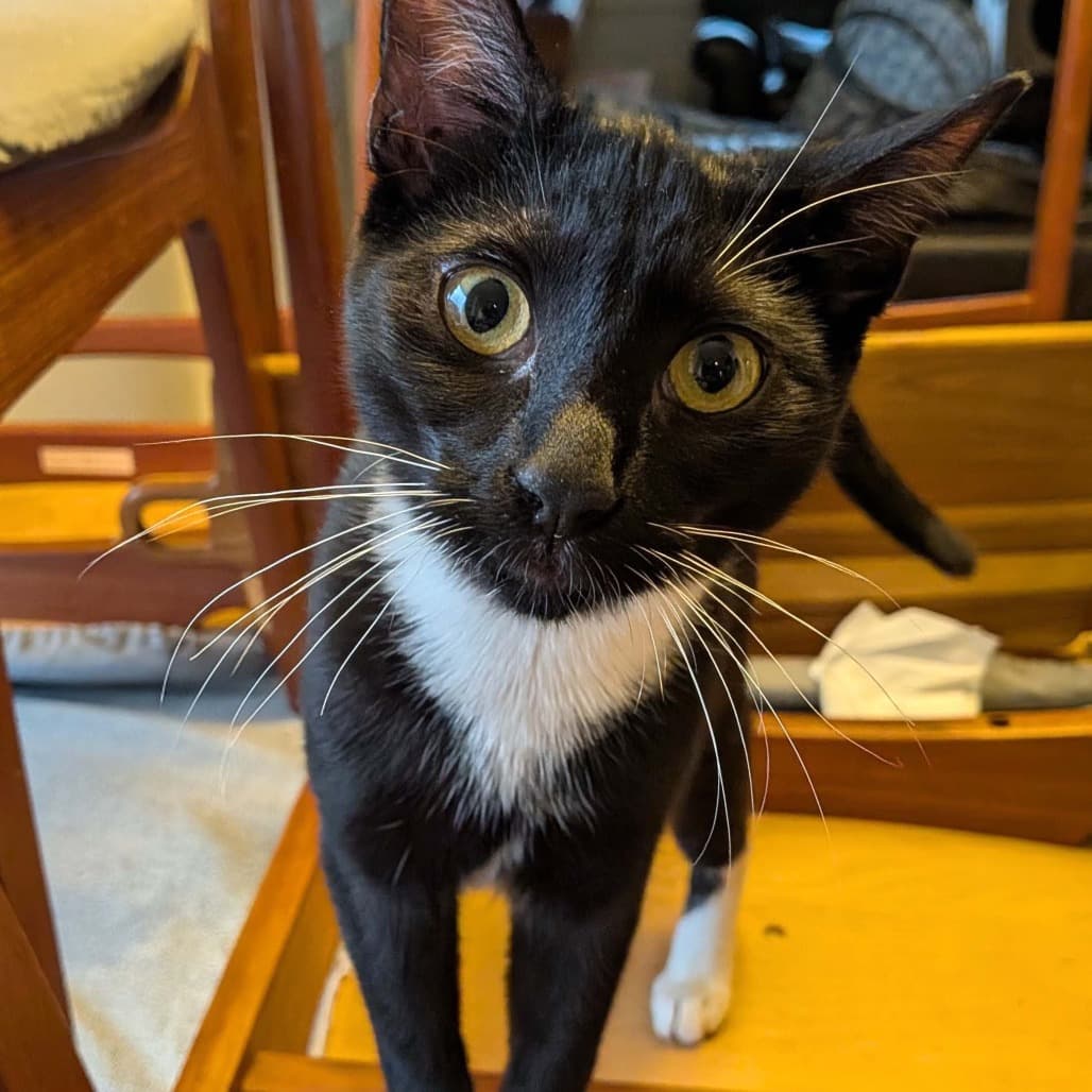 Ivy - Domestic Shorthair cat available for adoption at Vancouver Orphan Kitten Rescue Association in British Columbia