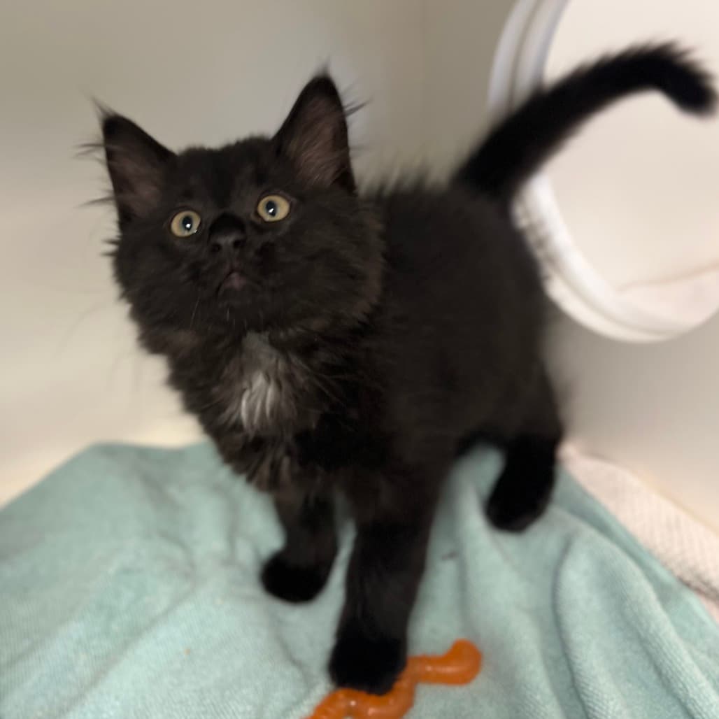 Damon - Domestic Shorthair cat available for adoption at Border Paws Animal Shelter in Lloydminster