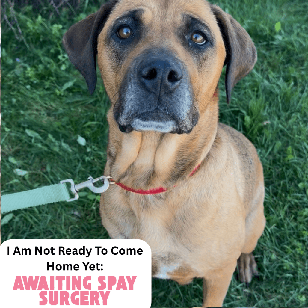 Dovey - Mixed Breed (Large) available for adoption in Calgary