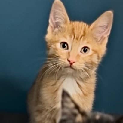 Tajine - Domestic Shorthair cat available for adoption at Border Paws Animal Shelter in Lloydminster
