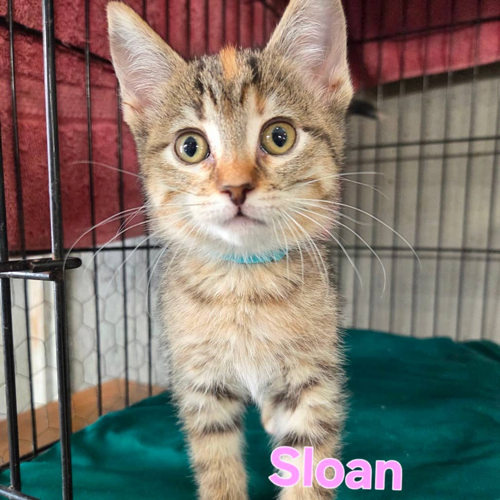Sloan-Blue - Domestic Shorthair available for adoption
