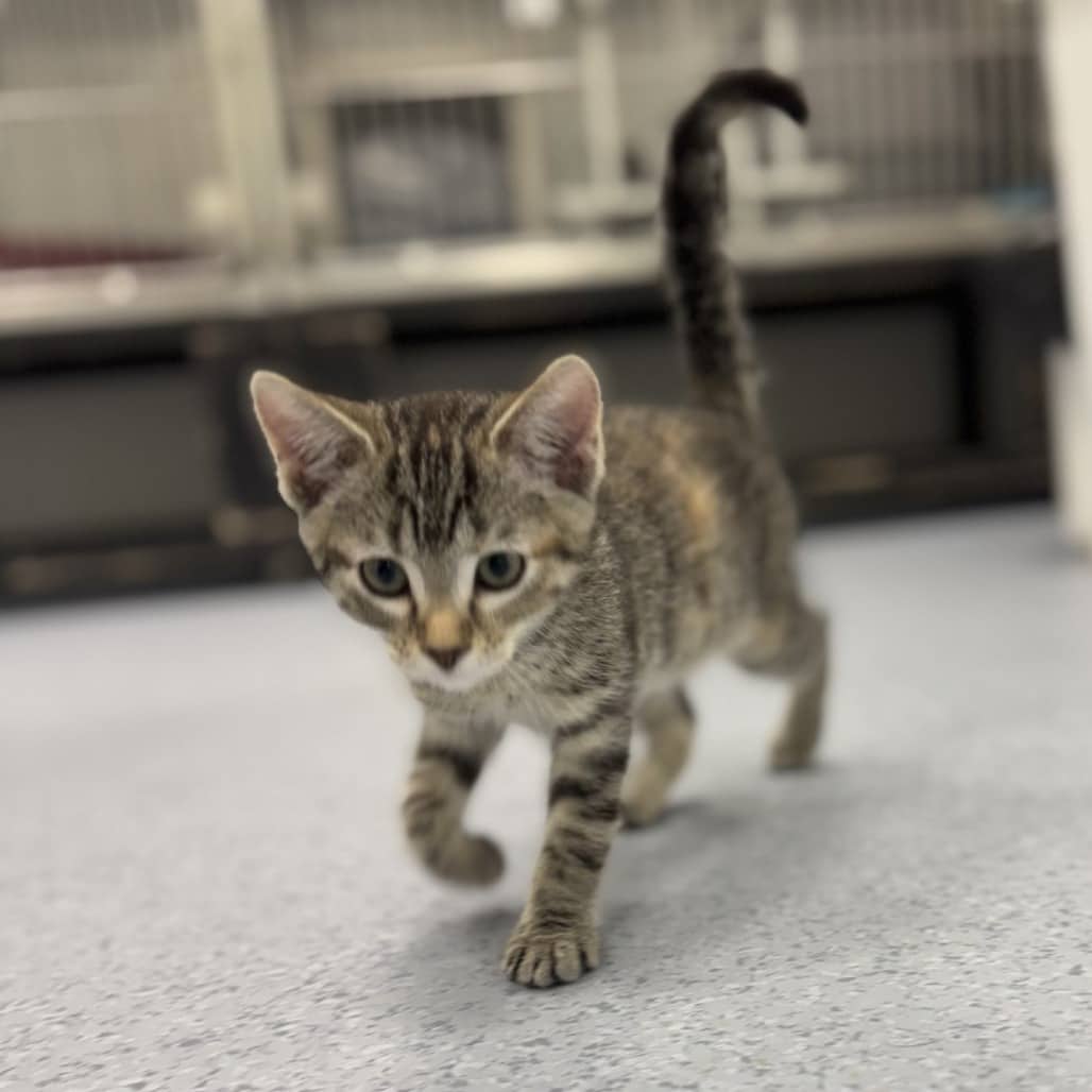 Almond - Domestic Shorthair cat available for adoption in Saskatchewan