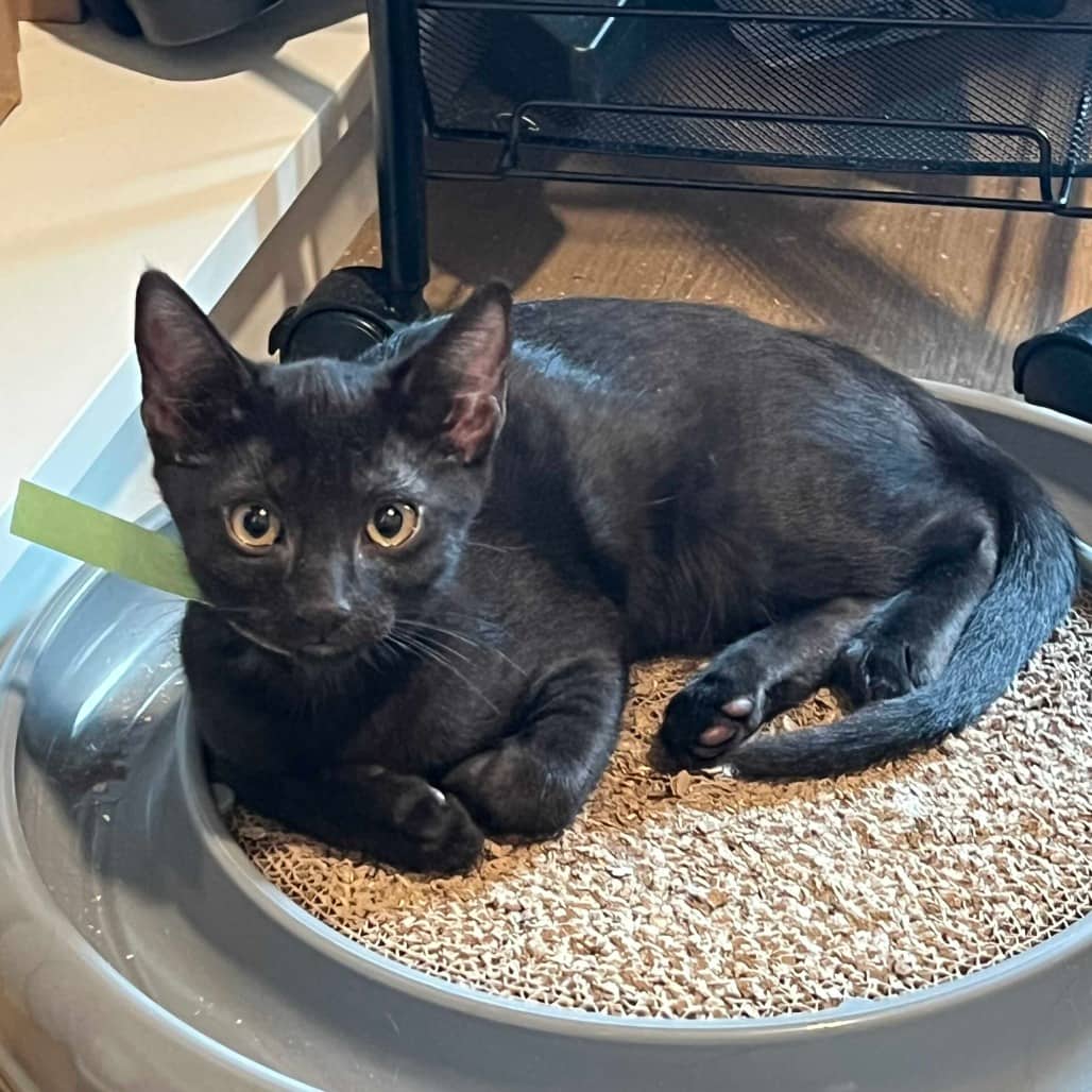 McIntosh - Domestic Shorthair cat available for adoption at Vancouver Orphan Kitten Rescue Association in Vancouver