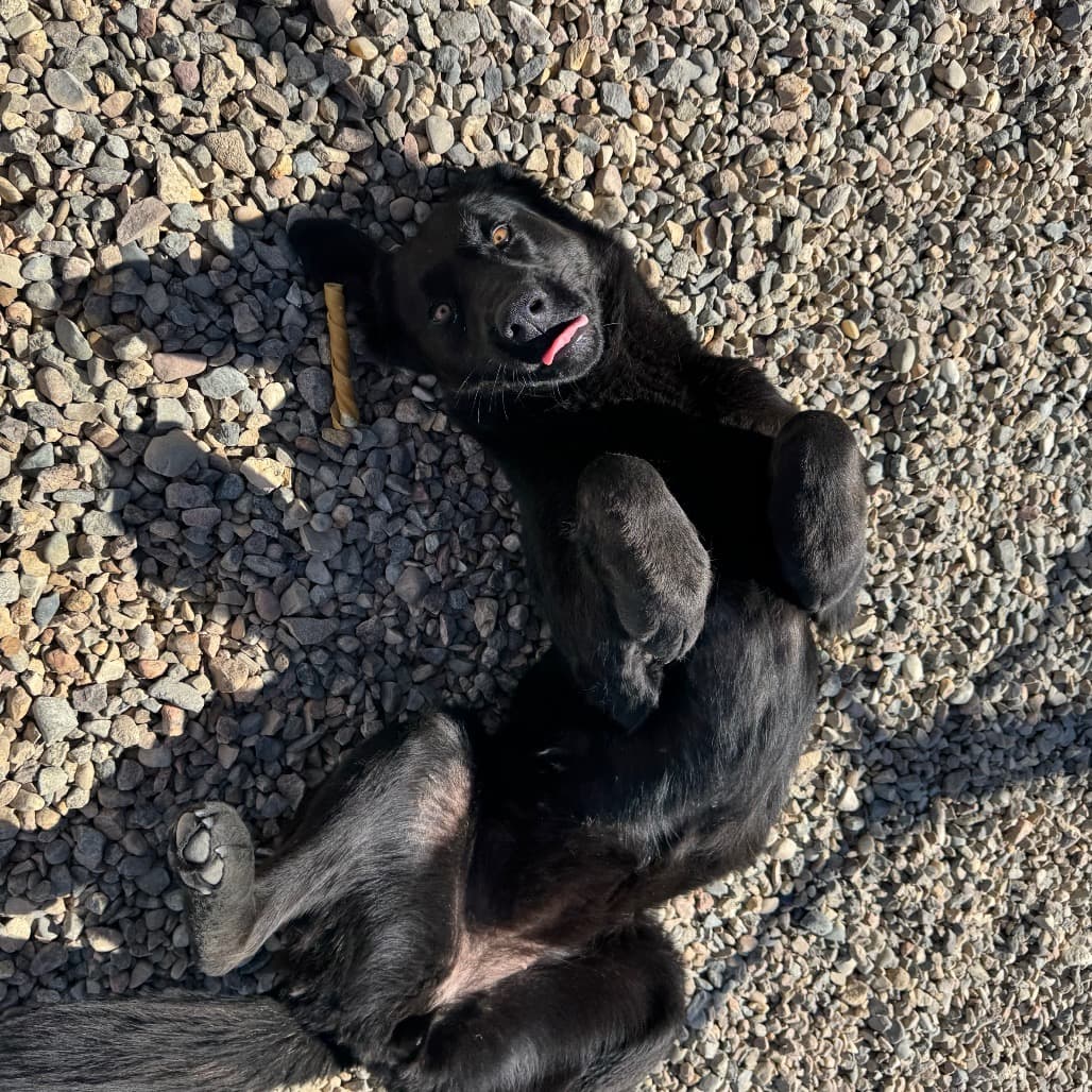 Squirrel - Shepherd available for adoption in Saskatchewan