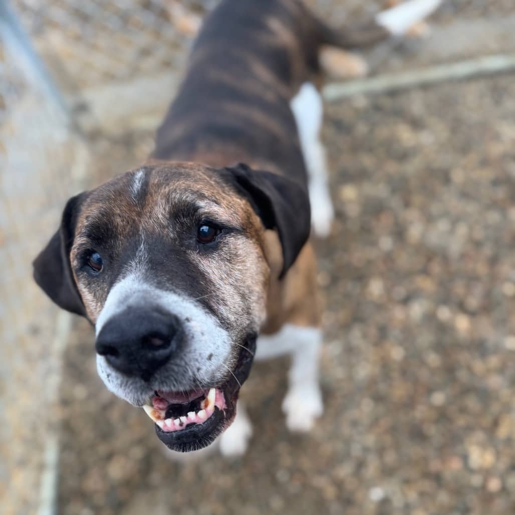 Lucky - Boxer / None available for adoption in Saskatchewan