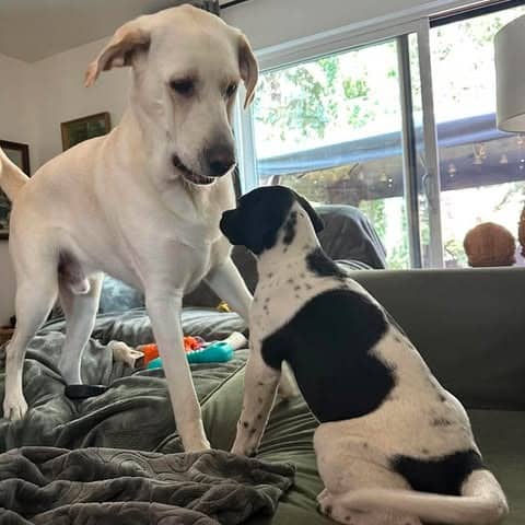 Pinenut - Mixed Breed available for adoption