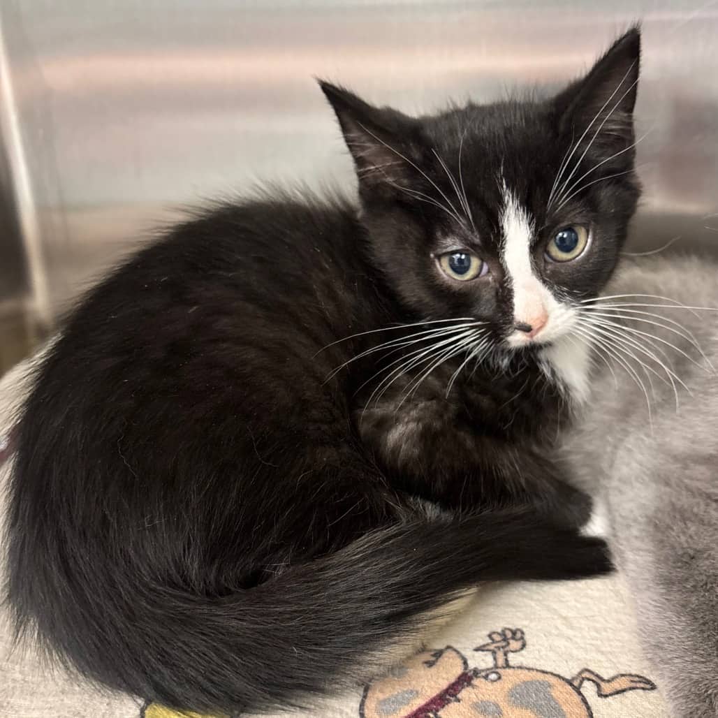 Jigsaw - Domestic Shorthair available for adoption