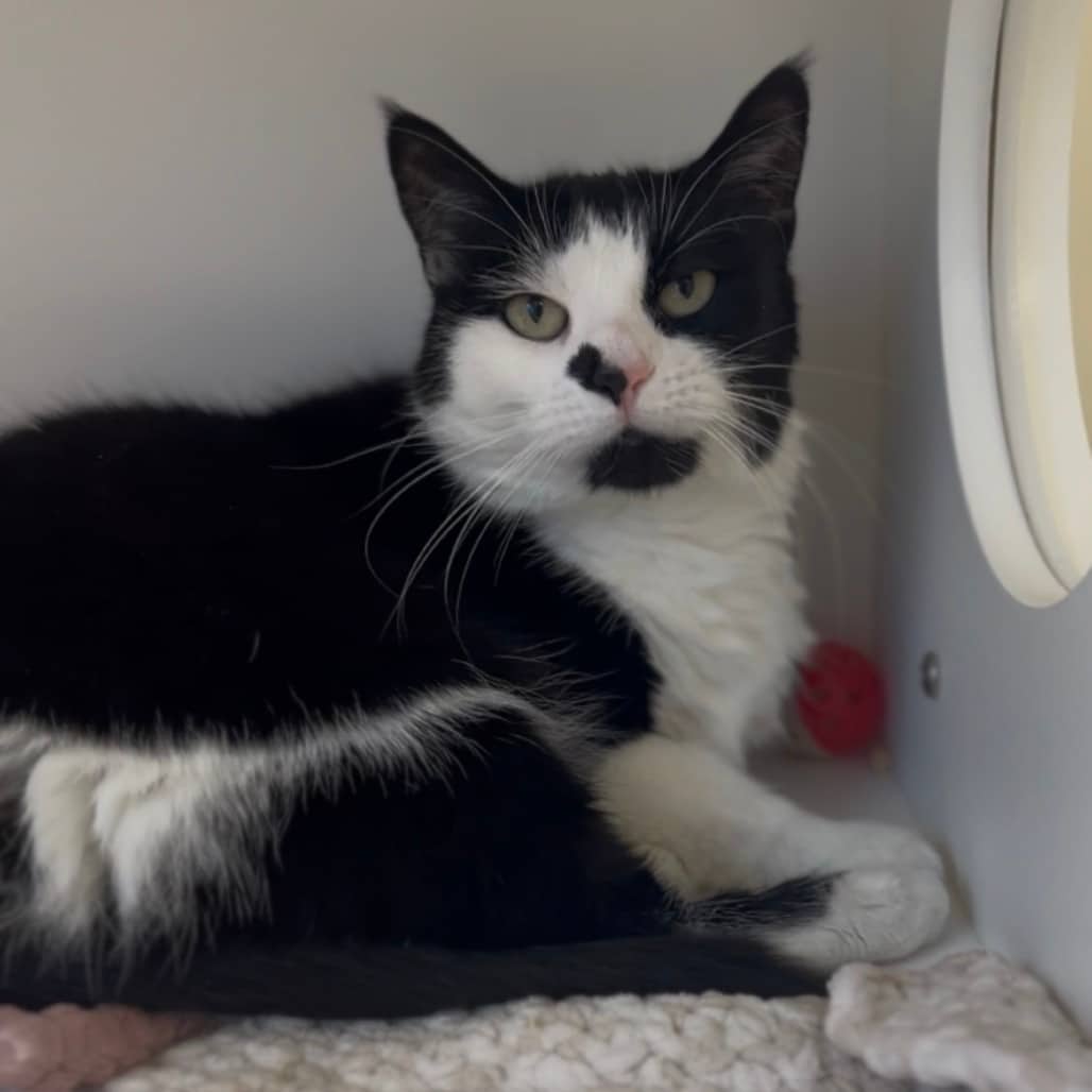 Licorice - Domestic Shorthair available for adoption