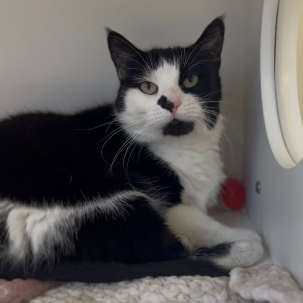 Licorice - Domestic Shorthair cat available for adoption at Border Paws Animal Shelter in Lloydminster