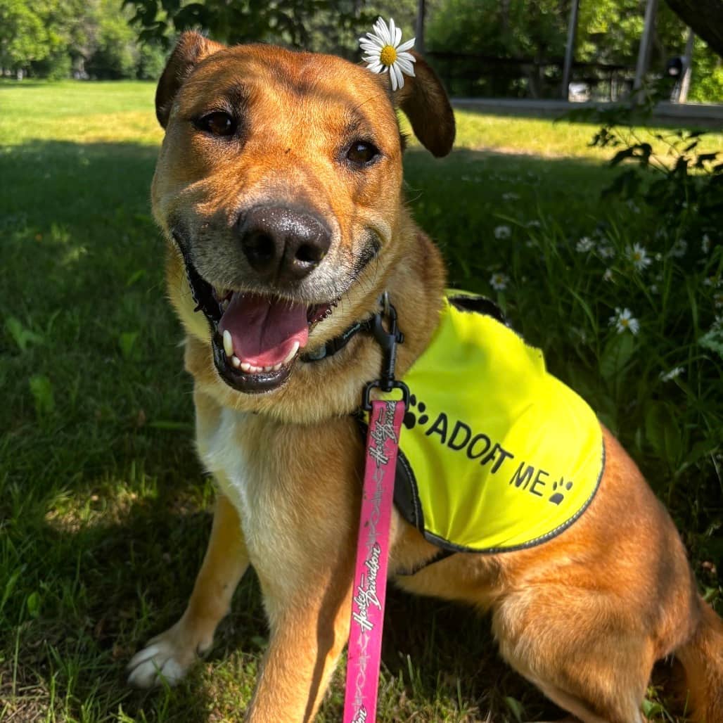 Gigi - Terrier, Pit Bull / Retriever, Labrador available for adoption