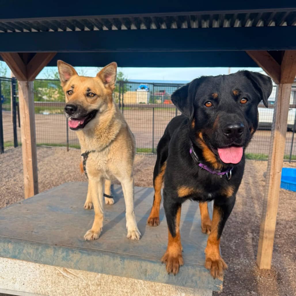 Franny - SHEPHERD/MIX available for adoption