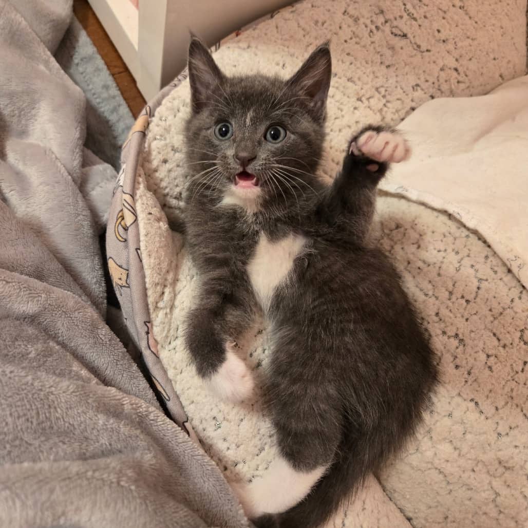 Lychee - Domestic Longhair available for adoption