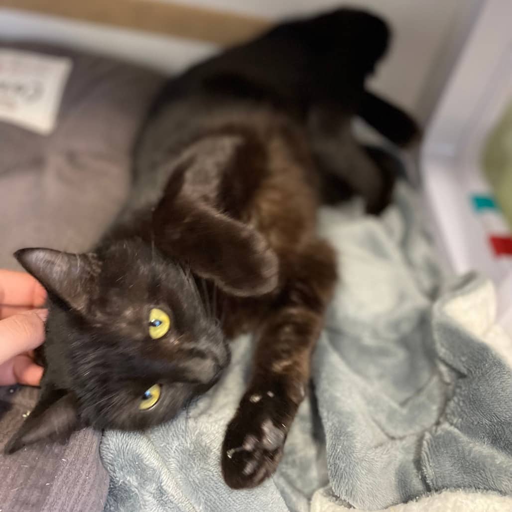 Connie - Domestic Shorthair cat available for adoption in Saskatchewan
