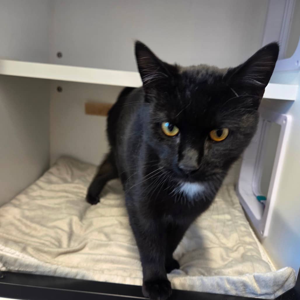 Toucan Sam - Domestic Shorthair cat available for adoption in Saskatchewan