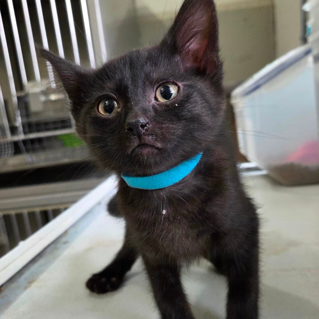 Marcus - Domestic Shorthair cat available for adoption at Humboldt & District SPCA in Humboldt
