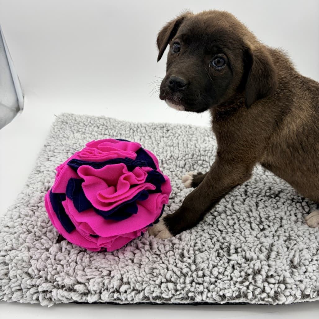 Olive - Pyrenees, Great / Mastiff, Cane Corso available for adoption at Moose Jaw Humane Society in Saskatchewan