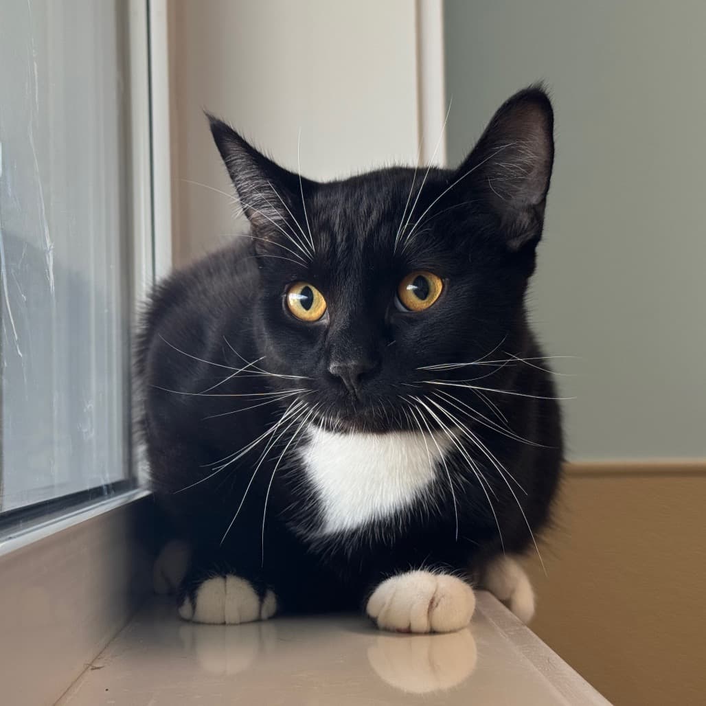Cane - Domestic Shorthair cat available for adoption in Calgary