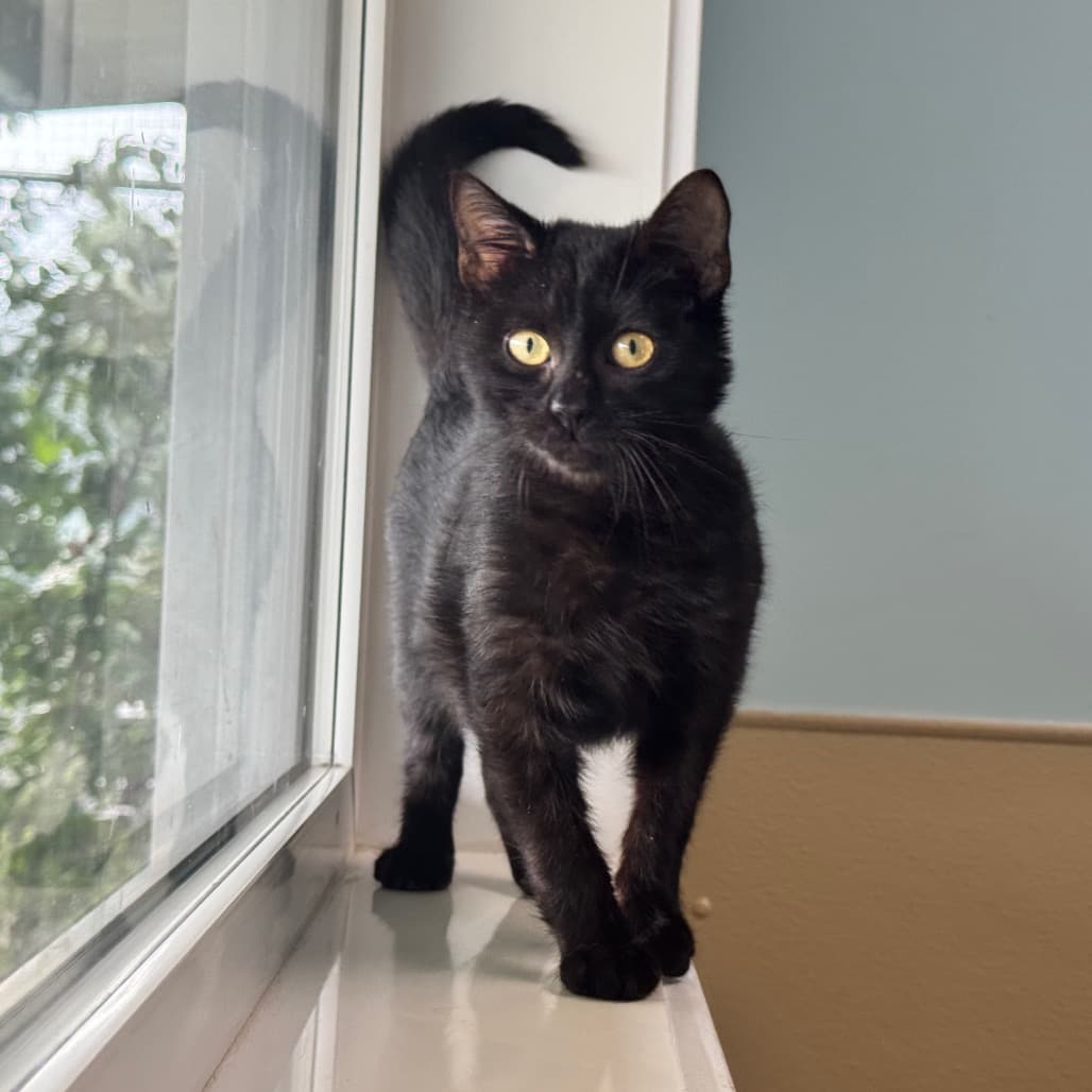 McNugget - Domestic Shorthair cat available for adoption at Prince Albert SPCA in Prince Albert