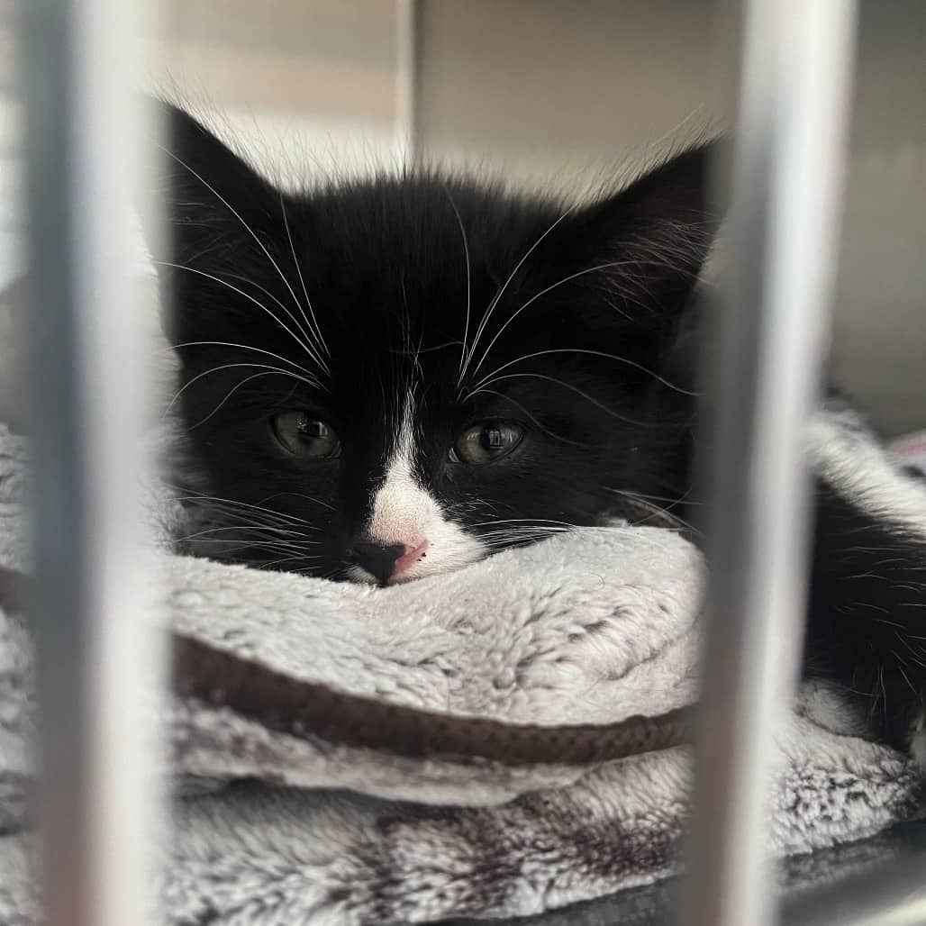 Klaus - Domestic Medium Hair cat available for adoption at Humboldt & District SPCA in Humboldt