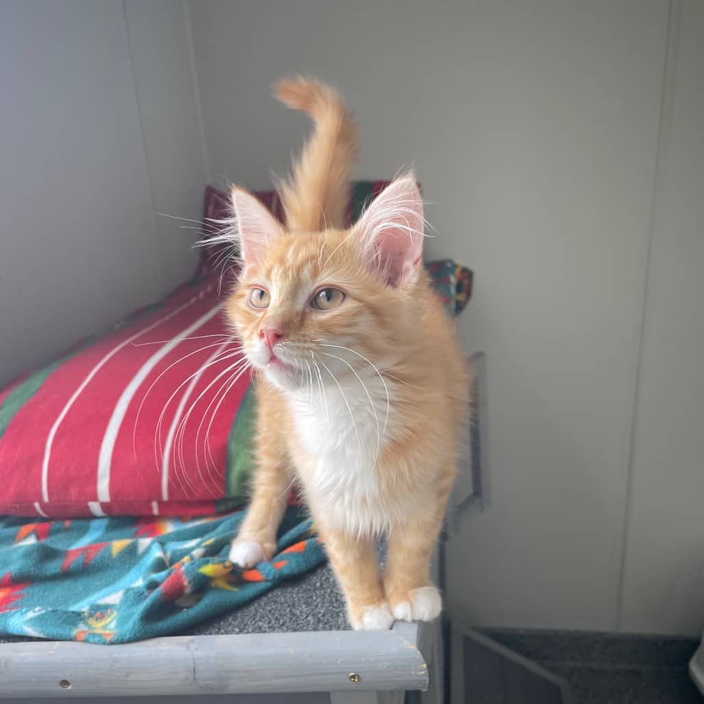 Fizzy - Domestic Longhair available for adoption