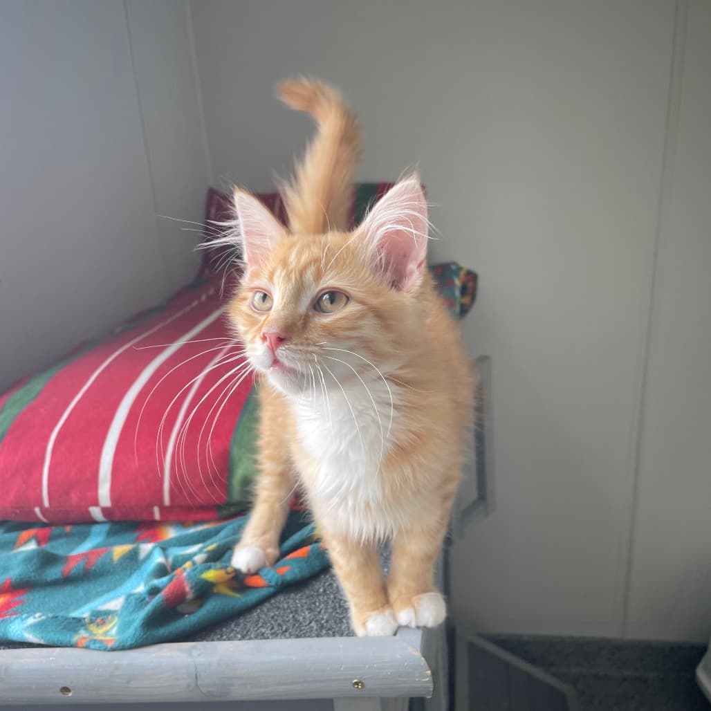 Fizzy - Domestic Longhair available for adoption