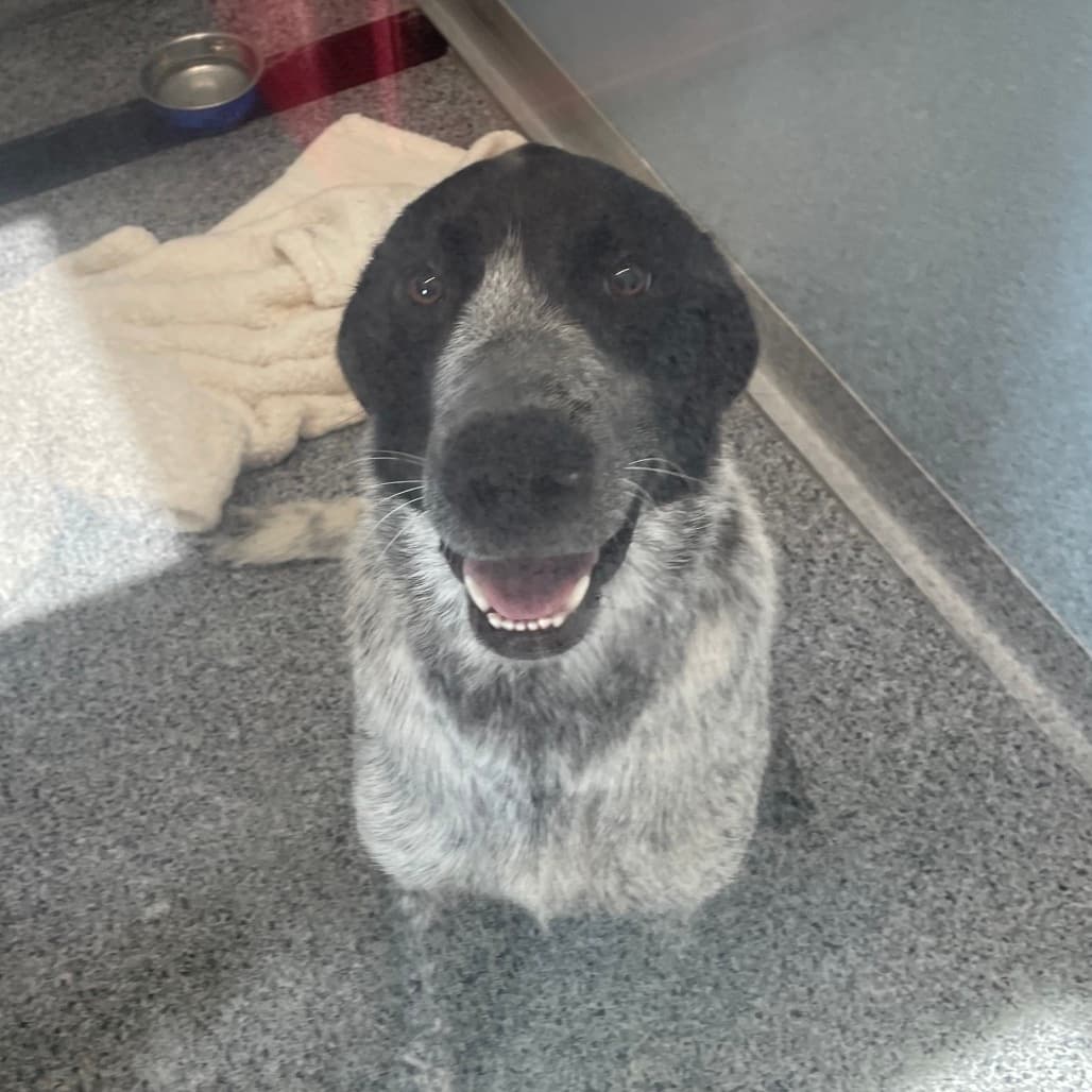 Blue - Pointer, German Shorthaired / American Blue Heeler available for adoption