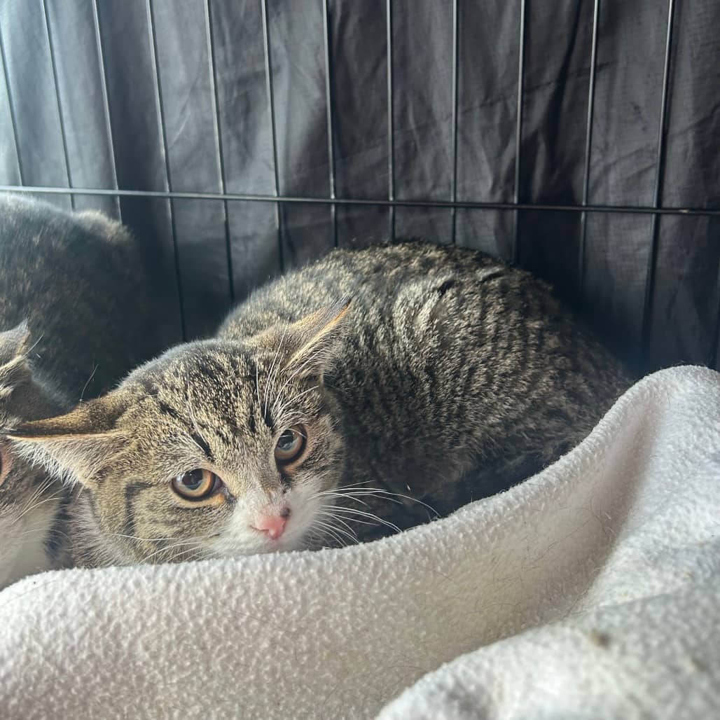 Working Cat - Doe - Domestic Shorthair cat available for adoption at SCARS in Edmonton