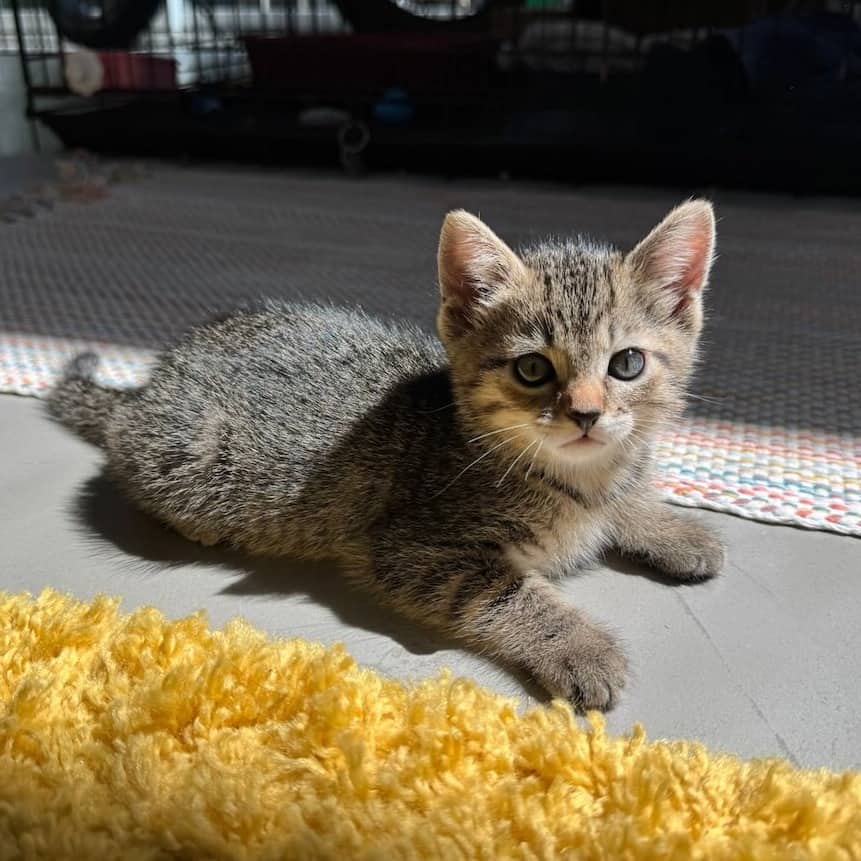 Ponyo - Domestic Shorthair available for adoption