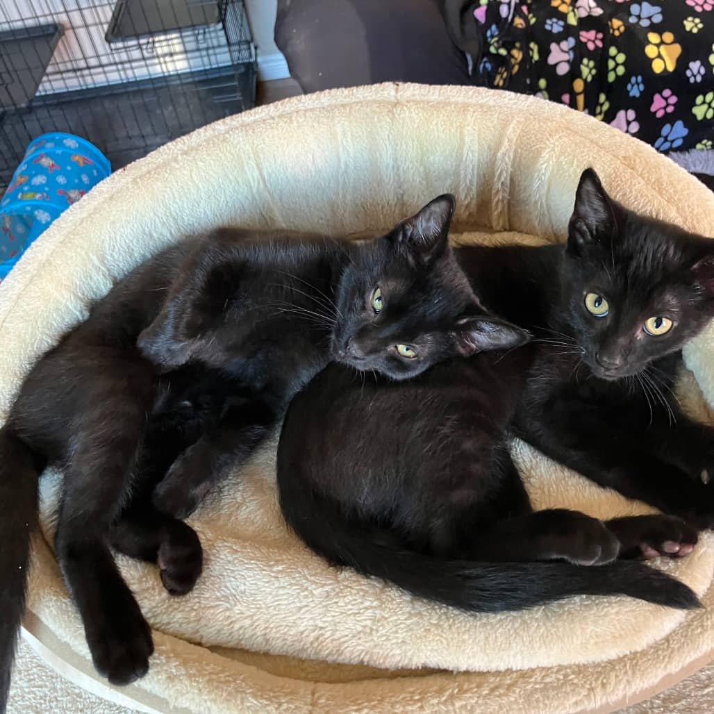 Jelly ( and Peanut Butter) - Domestic Shorthair available for adoption