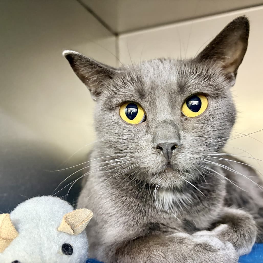 Summer - Domestic Shorthair cat available for adoption at Moose Jaw Humane Society in Moose Jaw