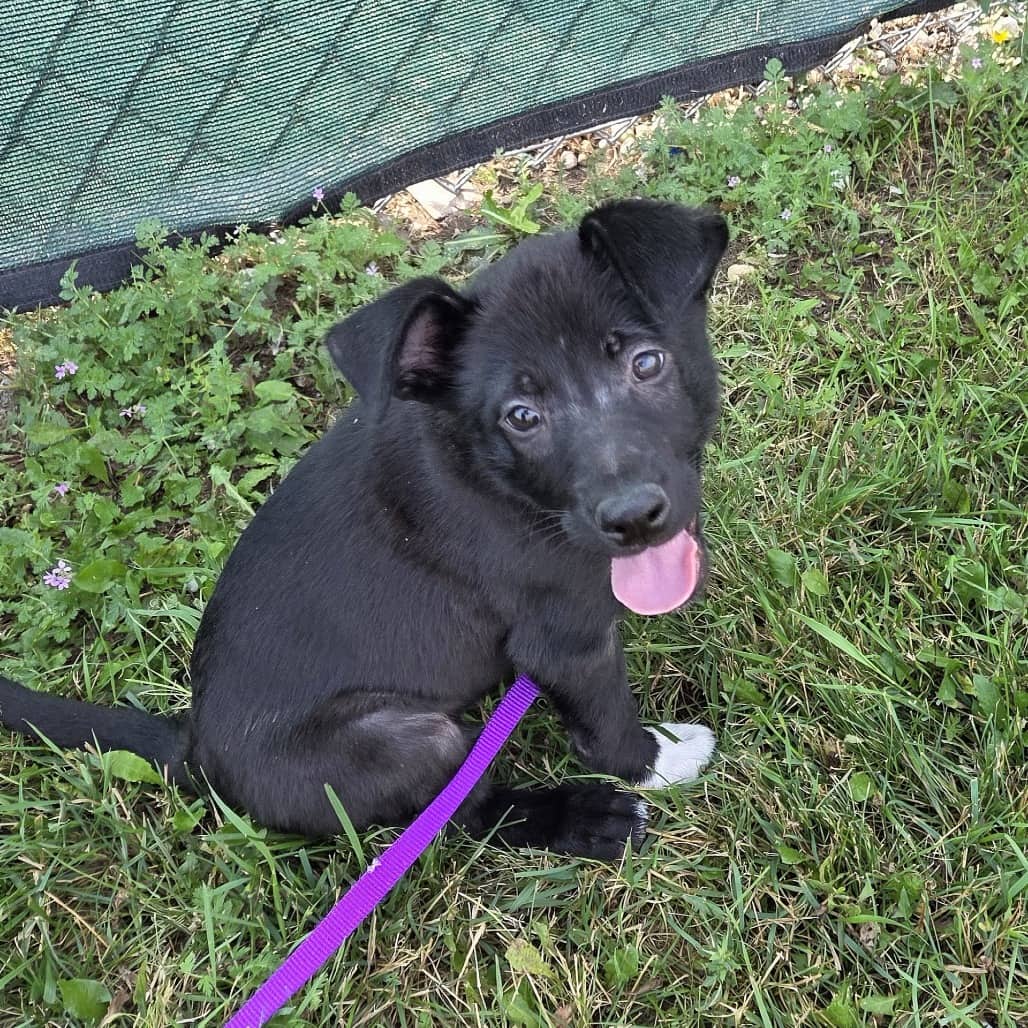 Solar - Mixed Breed (Large) available for adoption in Saskatchewan