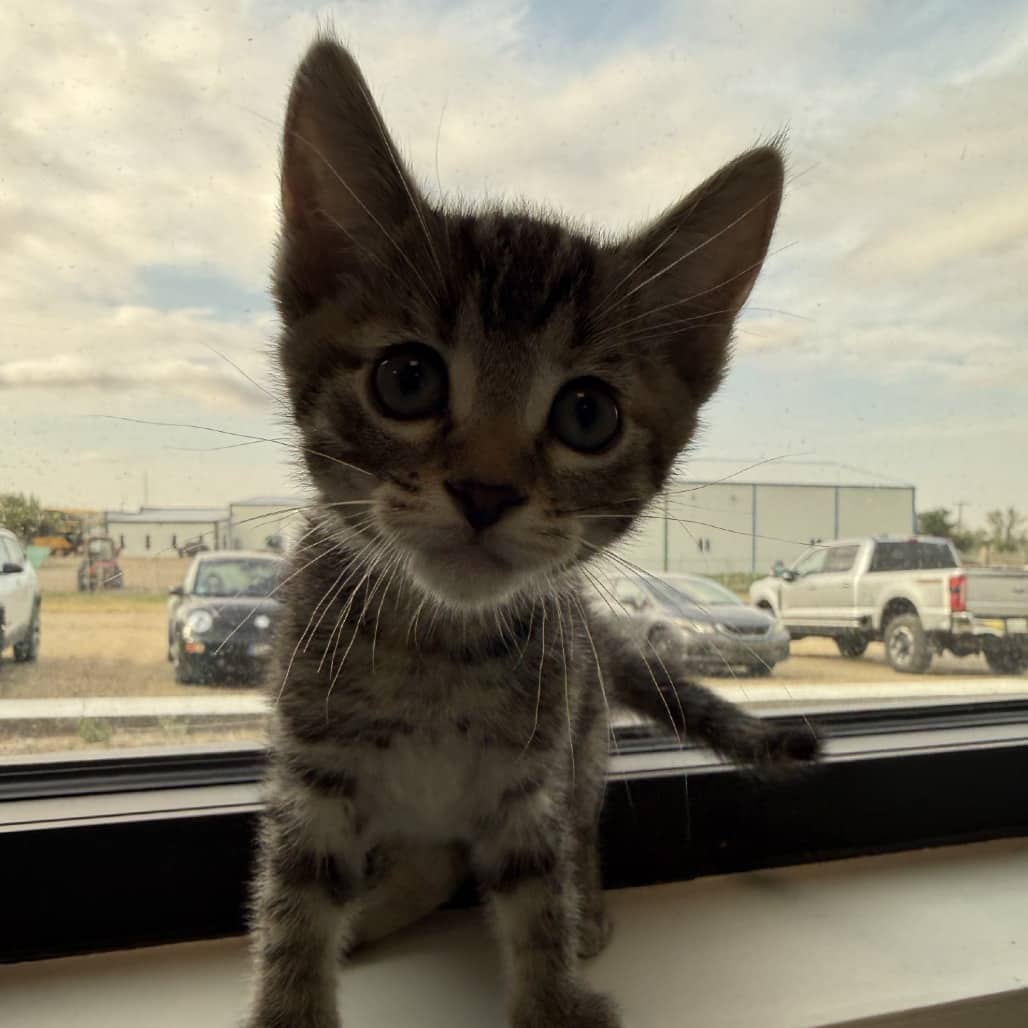 Almond - Domestic Shorthair cat available for adoption in Calgary